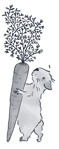 Meerschweinchen im Dachsbau